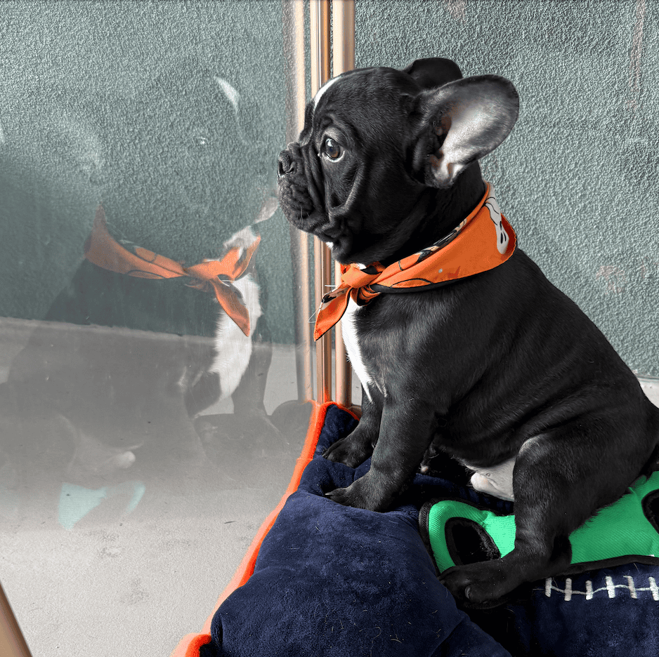 Screenshot 2025-09-29 at 7.23.44 PM